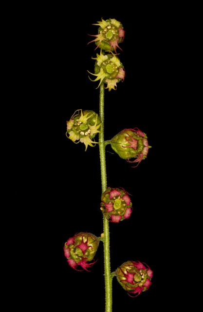Tellima grandiflora 20-9894.jpg